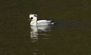 Smew