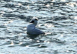 Smew