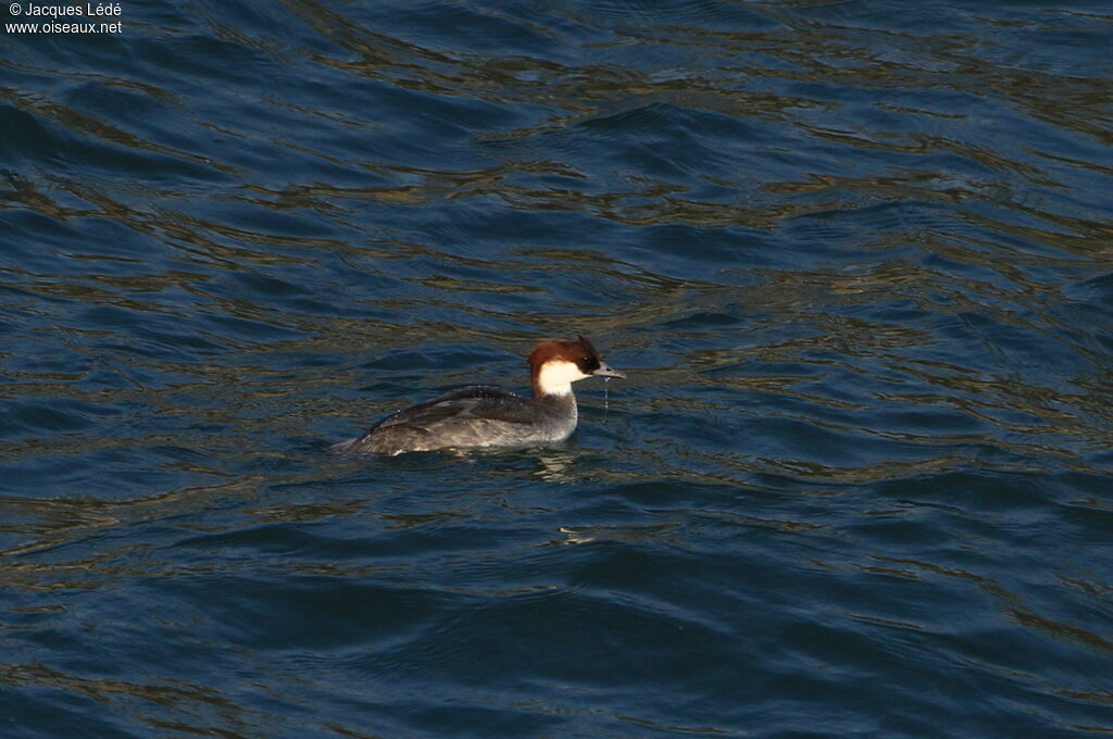 Smew