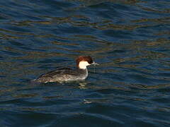 Smew