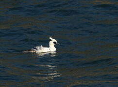 Smew