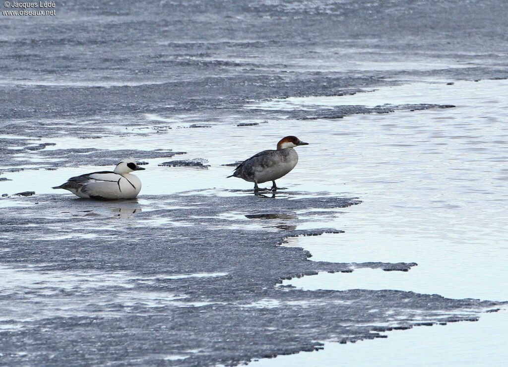 Smew