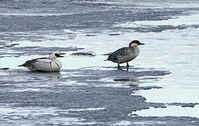 Smew