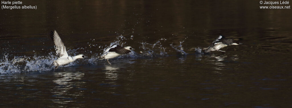 Smew