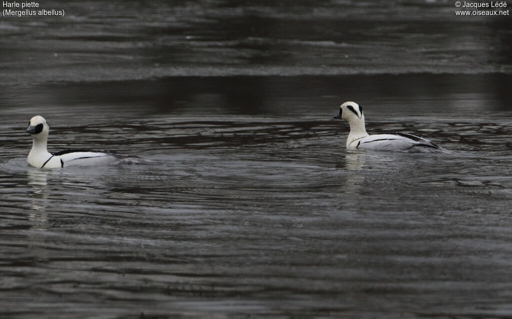 Smew