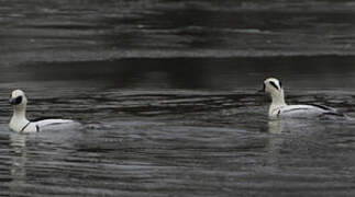 Smew