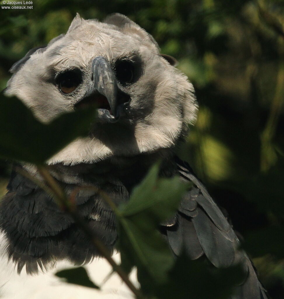 Harpy Eagle