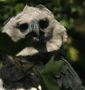 Harpy Eagle