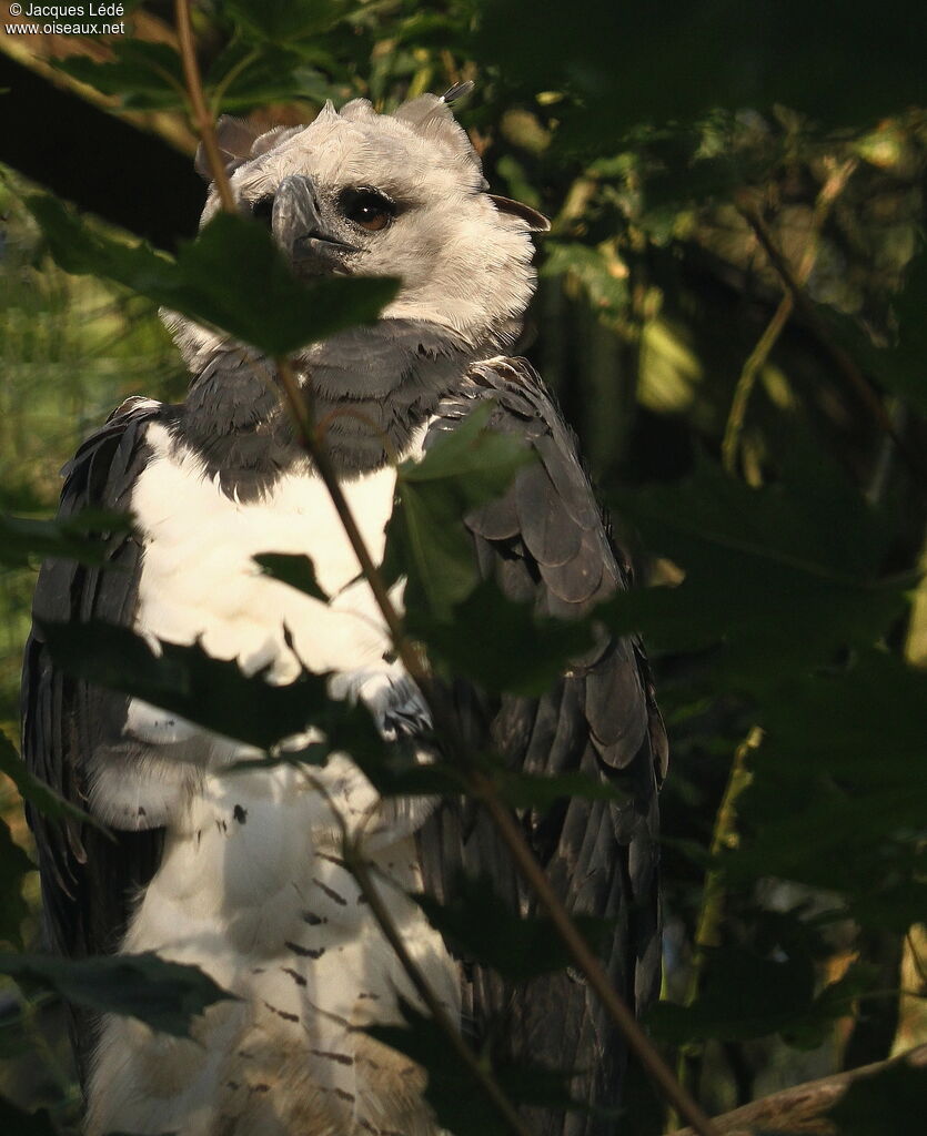 Harpy Eagle