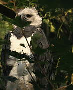 Harpy Eagle