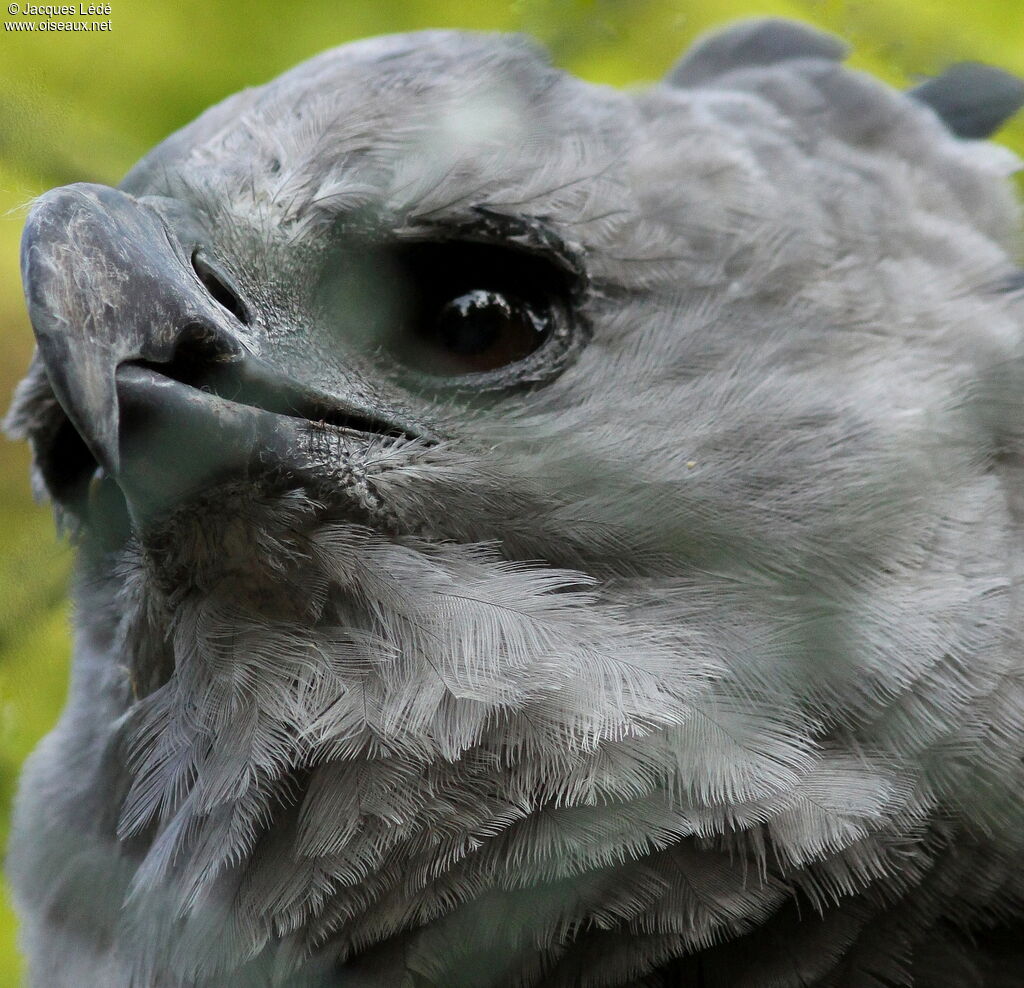 Harpy Eagle