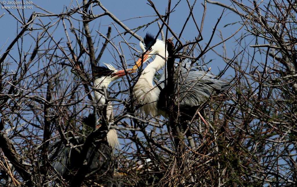 Grey Heron