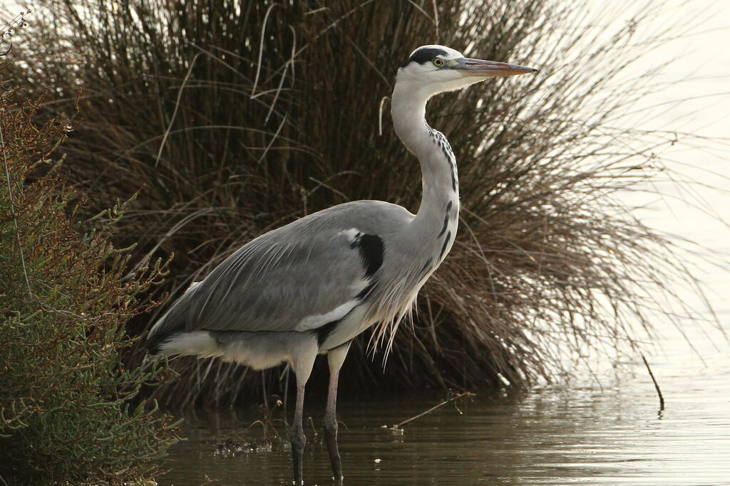 Grey Heron