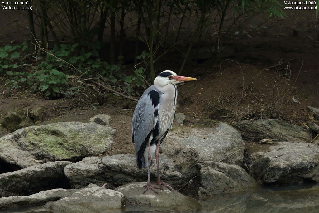 Grey Heron