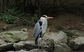 Grey Heron