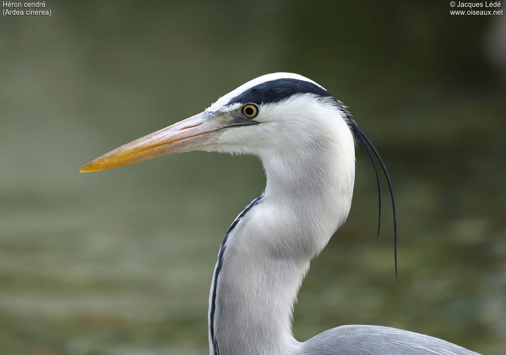 Grey Heron