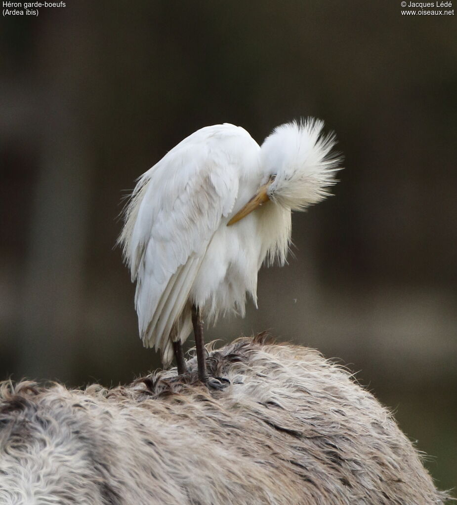 Western Cattle Egret