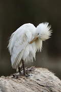 Western Cattle Egret