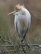 Western Cattle Egret