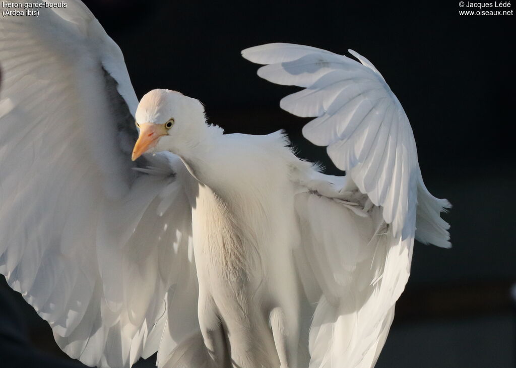 Western Cattle Egret