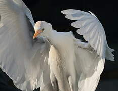 Western Cattle Egret