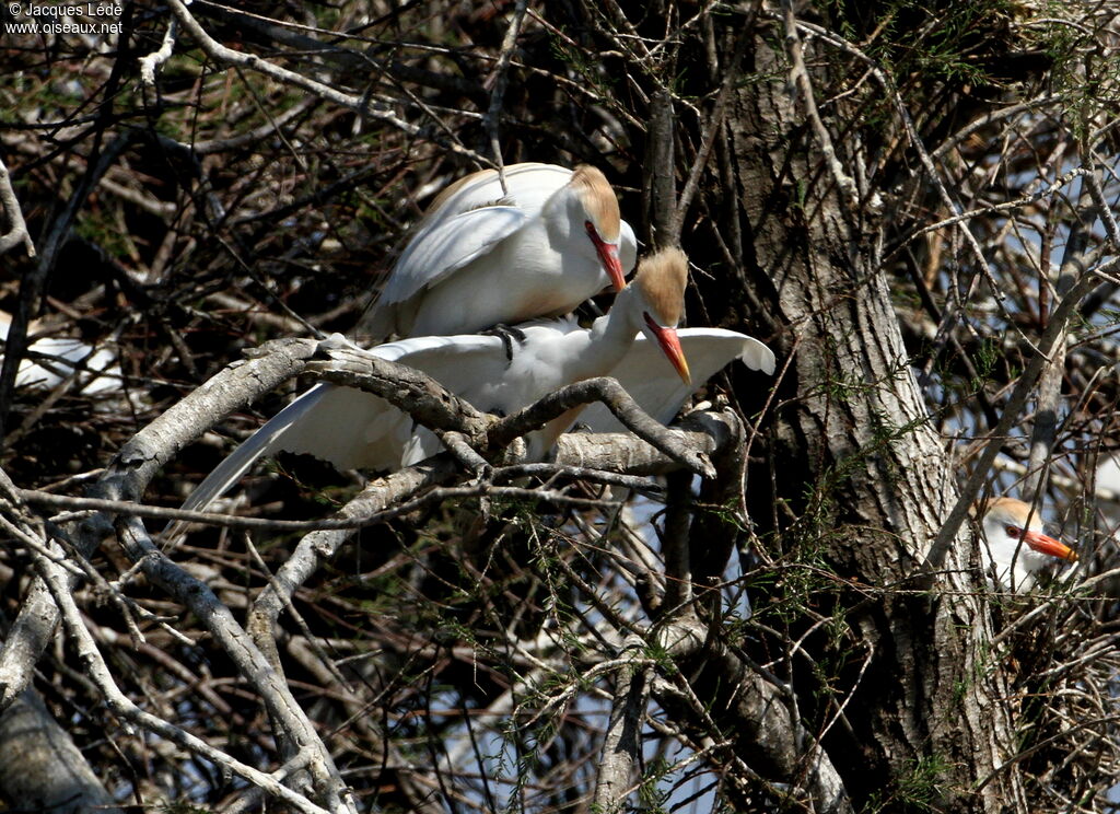 Western Cattle Egret