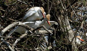 Western Cattle Egret