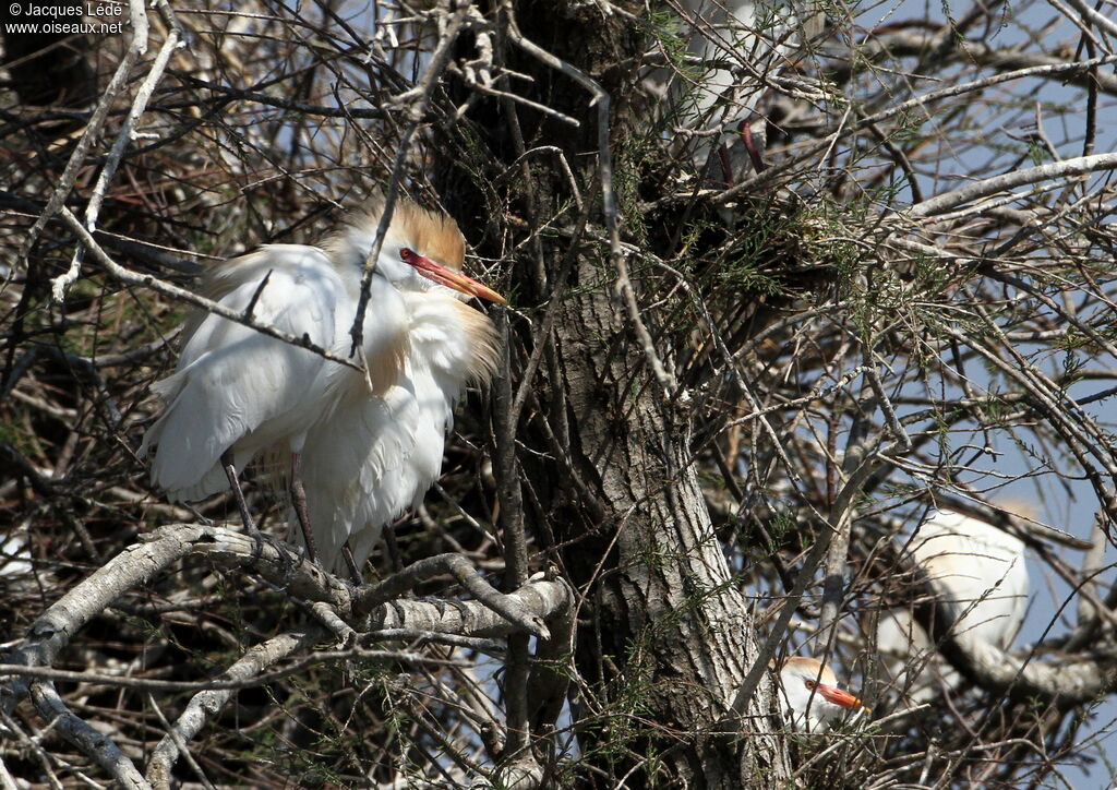 Western Cattle Egret