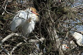 Western Cattle Egret