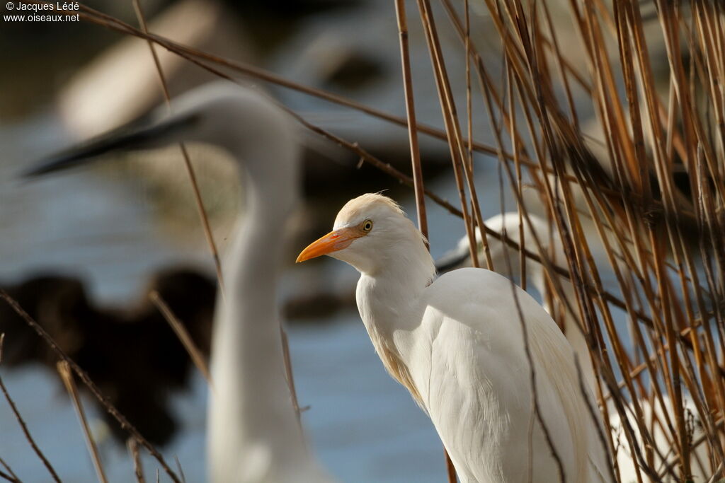 Western Cattle Egret