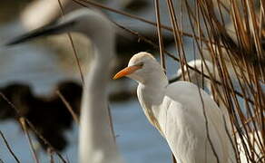 Western Cattle Egret