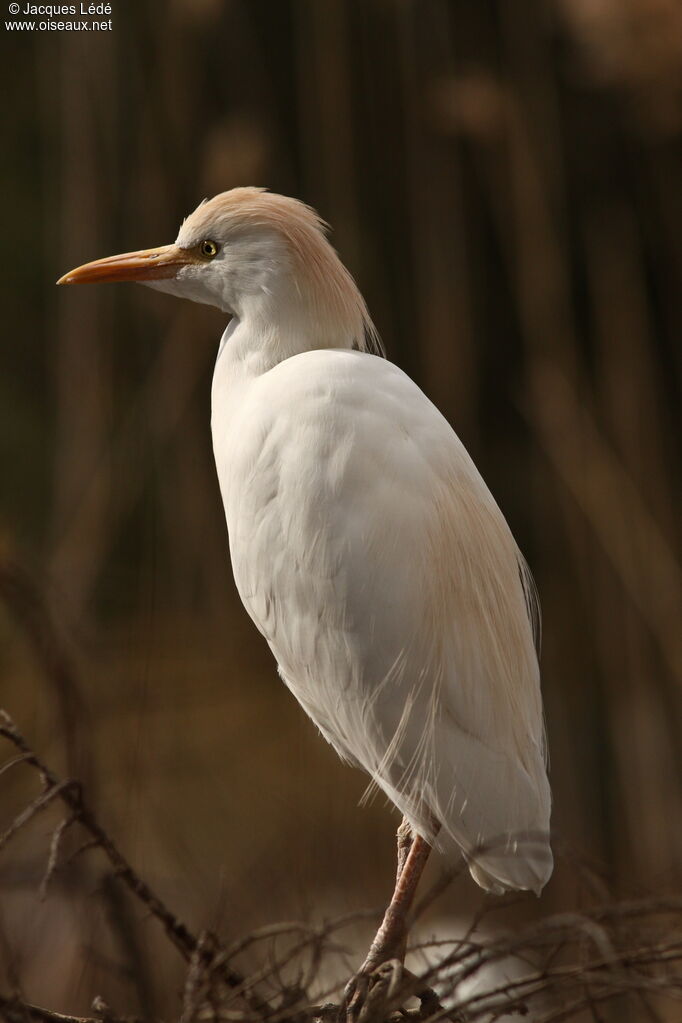 Western Cattle Egret