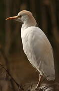 Western Cattle Egret