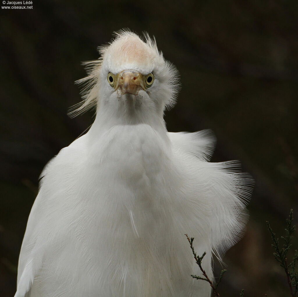 Western Cattle Egret