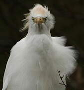 Western Cattle Egret