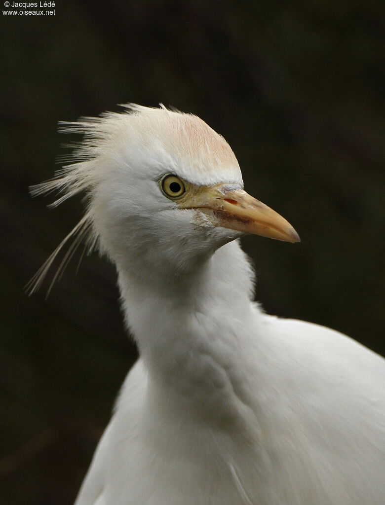 Western Cattle Egret