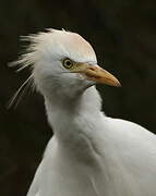 Western Cattle Egret