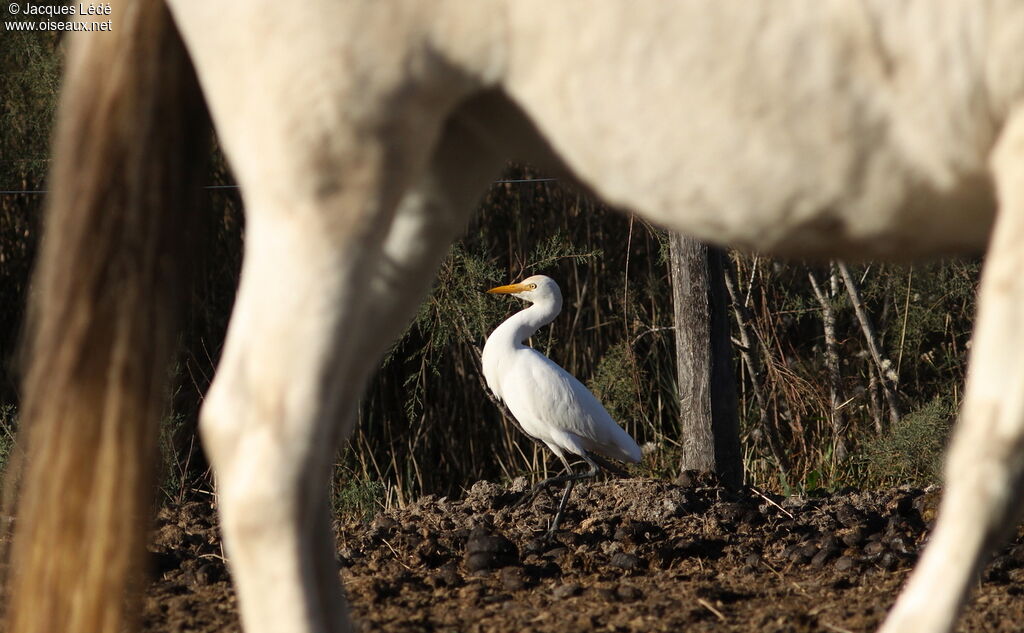 Western Cattle Egret