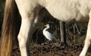 Western Cattle Egret