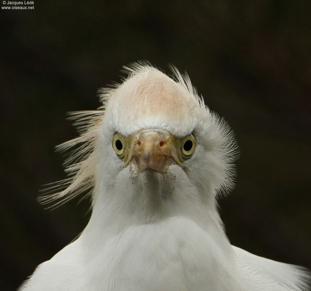 Western Cattle Egret