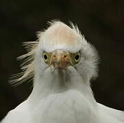 Western Cattle Egret