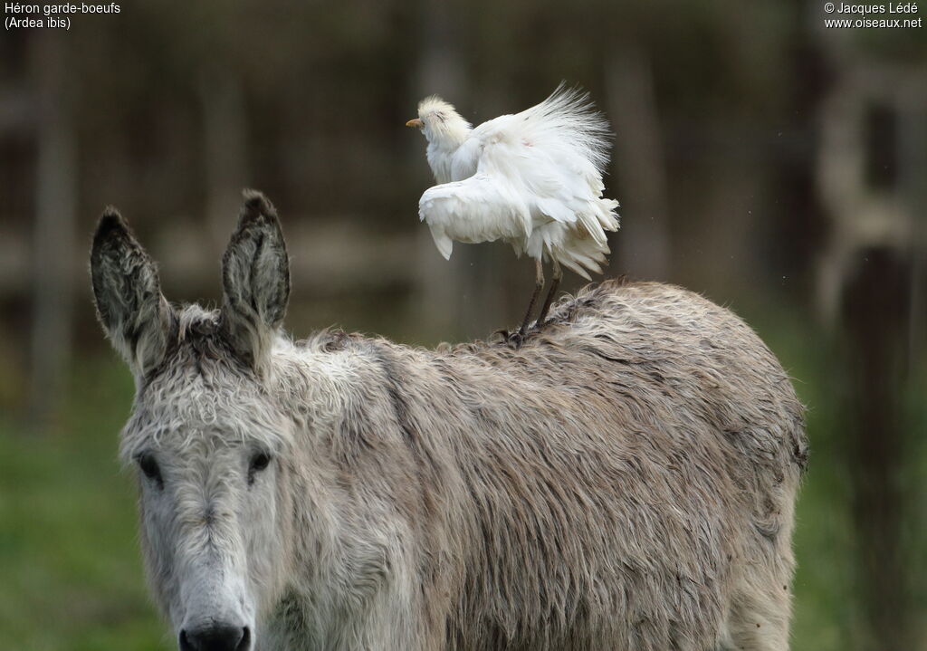 Western Cattle Egret
