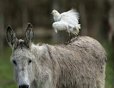 Western Cattle Egret