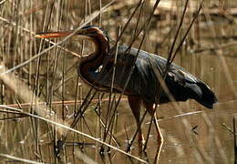 Purple Heron