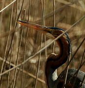 Purple Heron