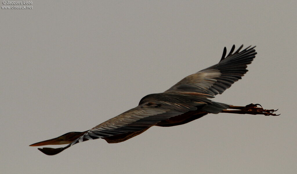 Purple Heron