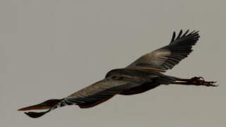 Purple Heron