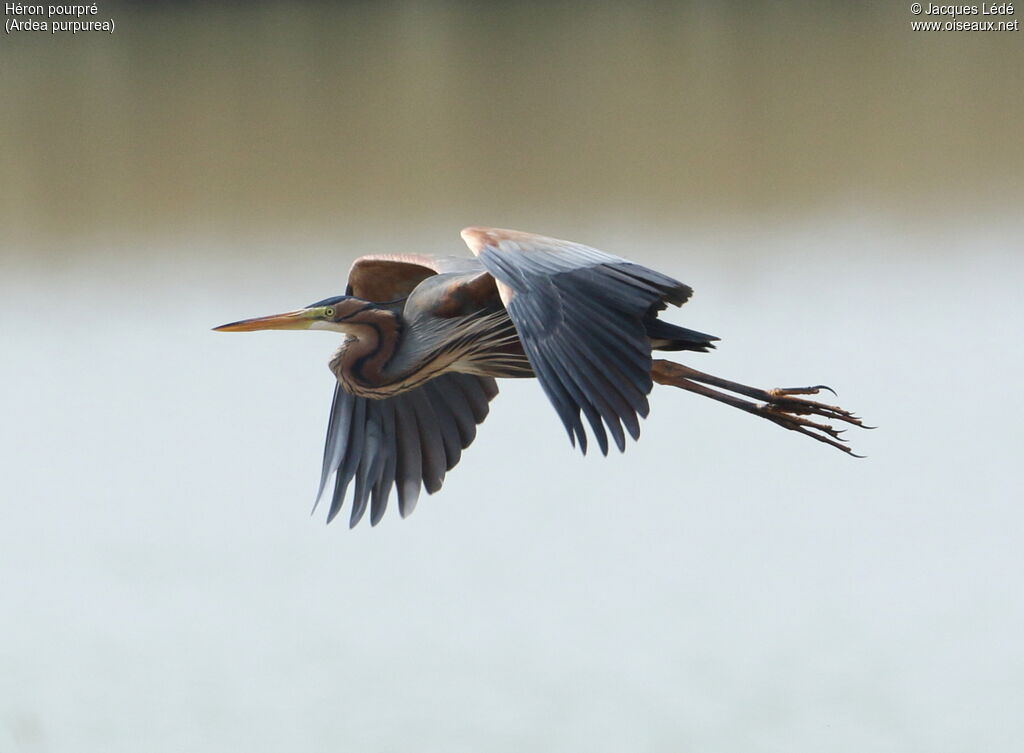 Purple Heron