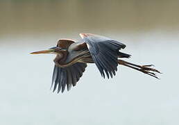 Purple Heron