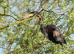 Purple Heron